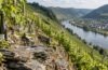 Steile Weinberge an der Mosel mit Riesling und Schiefer