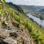Steile Weinberge an der Mosel mit Riesling und Schiefer